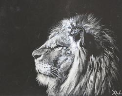 Profile of Lion, on scratchboard, by Krista Victorsen of Minnehaha Academy.