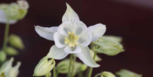 A white Columbine flower stands in the midst of a home garden. All individuals can experience the stress relieving affects of gardening, whether or not gardening is used as a therapeutic intervention. 